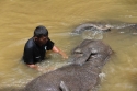 Bestandsnaam=Elephants_0035.jpg
Bestandsgrootte=254KiB
Afmetingen = 2048x1365
Datum toegevoegd = %15 %242 %2015 Elephants_0035.jpg