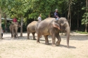 Elephants_0037.jpg