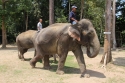 Elephants_0038.jpg