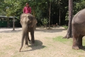 Bestandsnaam=Elephants_0039.jpg
Bestandsgrootte=457KiB
Afmetingen = 2048x1365
Datum toegevoegd = %15 %243 %2015 Elephants_0039.jpg