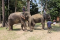 Elephants_0040.jpg