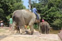 Bestandsnaam=Elephants_0043.jpg
Bestandsgrootte=522KiB
Afmetingen = 2048x1365
Datum toegevoegd = %15 %243 %2015 Elephants_0043.jpg