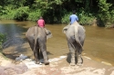 Elephants_0044.jpg