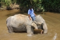 Bestandsnaam=Elephants_0045.jpg
Bestandsgrootte=356KiB
Afmetingen = 2048x1365
Datum toegevoegd = %15 %243 %2015 Elephants_0045.jpg