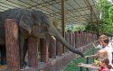 Bestandsnaam=Elephants_0046.jpg
Bestandsgrootte=492KiB
Afmetingen = 2048x1307
Datum toegevoegd = %15 %243 %2015 Elephants_0046.jpg