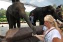 Bestandsnaam=Elephants_0054.jpg
Bestandsgrootte=271KiB
Afmetingen = 2048x1365
Datum toegevoegd = %15 %244 %2015 Elephants_0054.jpg