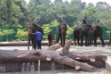 Elephants_0060.jpg