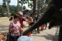 Elephants_0064.jpg