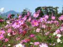Bestandsnaam=Japan_0635.jpg
Bestandsgrootte=433KiB
Afmetingen = 2048x1536
Datum toegevoegd = %29 %239 %2014 Japan_0635.jpg