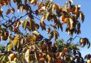 Japan_0865.jpg