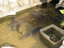Japan_0891.jpg