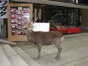Japan_1655.jpg