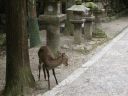 Bestandsnaam=Japan_1710.jpg
Bestandsgrootte=453KiB
Afmetingen = 2048x1536
Datum toegevoegd = %29 %321 %2014 Japan_1710.jpg