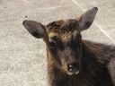 Bestandsnaam=Japan_2222.jpg
Bestandsgrootte=342KiB
Afmetingen = 2048x1536
Datum toegevoegd = %30 %079 %2014 Japan_2222.jpg
