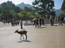 Bestandsnaam=Japan_2234.jpg
Bestandsgrootte=307KiB
Afmetingen = 2048x1536
Datum toegevoegd = %30 %080 %2014 Japan_2234.jpg