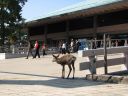 Bestandsnaam=Japan_2235.jpg
Bestandsgrootte=297KiB
Afmetingen = 2048x1536
Datum toegevoegd = %30 %080 %2014 Japan_2235.jpg