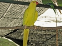 Bestandsnaam=KL_Birdpark_0004.jpg
Bestandsgrootte=226KiB
Afmetingen = 1600x1200
Datum toegevoegd = %15 %316 %2015 KL_Birdpark_0004.jpg