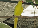 KL_Birdpark_0004.jpg