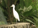 Bestandsnaam=KL_Birdpark_0006.jpg
Bestandsgrootte=212KiB
Afmetingen = 1600x1200
Datum toegevoegd = %15 %316 %2015 KL_Birdpark_0006.jpg