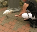 Bestandsnaam=KL_Birdpark_0013.jpg
Bestandsgrootte=151KiB
Afmetingen = 1413x1199
Datum toegevoegd = %15 %316 %2015 KL_Birdpark_0013.jpg