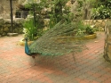 Bestandsnaam=KL_Birdpark_0015.jpg
Bestandsgrootte=297KiB
Afmetingen = 1600x1200
Datum toegevoegd = %15 %316 %2015 KL_Birdpark_0015.jpg