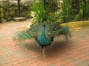 Bestandsnaam=KL_Birdpark_0016.jpg
Bestandsgrootte=261KiB
Afmetingen = 1600x1200
Datum toegevoegd = %15 %316 %2015 KL_Birdpark_0016.jpg