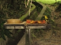 Bestandsnaam=KL_Birdpark_0017.jpg
Bestandsgrootte=204KiB
Afmetingen = 1600x1200
Datum toegevoegd = %15 %316 %2015 KL_Birdpark_0017.jpg