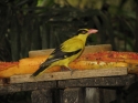 Bestandsnaam=KL_Birdpark_0019.jpg
Bestandsgrootte=170KiB
Afmetingen = 1600x1200
Datum toegevoegd = %15 %316 %2015 KL_Birdpark_0019.jpg
