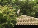 Bestandsnaam=KL_Birdpark_0021.jpg
Bestandsgrootte=336KiB
Afmetingen = 1600x1200
Datum toegevoegd = %15 %317 %2015 KL_Birdpark_0021.jpg