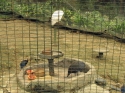 Bestandsnaam=KL_Birdpark_0023.jpg
Bestandsgrootte=325KiB
Afmetingen = 1600x1200
Datum toegevoegd = %15 %317 %2015 KL_Birdpark_0023.jpg