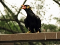 Bestandsnaam=KL_Birdpark_0029.jpg
Bestandsgrootte=118KiB
Afmetingen = 1600x1200
Datum toegevoegd = %15 %317 %2015 KL_Birdpark_0029.jpg