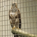 Bestandsnaam=KL_Birdpark_0037.jpg
Bestandsgrootte=143KiB
Afmetingen = 1187x1199
Datum toegevoegd = %15 %318 %2015 KL_Birdpark_0037.jpg