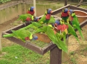 KL_Birdpark_0043.jpg