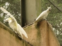 Bestandsnaam=KL_Birdpark_0048.jpg
Bestandsgrootte=287KiB
Afmetingen = 1600x1200
Datum toegevoegd = %15 %318 %2015 KL_Birdpark_0048.jpg