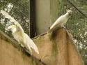 KL_Birdpark_0048.jpg