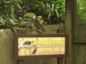 Bestandsnaam=KL_Birdpark_0062.jpg
Bestandsgrootte=215KiB
Afmetingen = 1600x1200
Datum toegevoegd = %15 %320 %2015 KL_Birdpark_0062.jpg