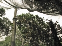 Bestandsnaam=KL_Birdpark_0064.jpg
Bestandsgrootte=383KiB
Afmetingen = 1600x1200
Datum toegevoegd = %15 %320 %2015 KL_Birdpark_0064.jpg