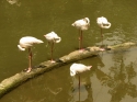 Bestandsnaam=KL_Birdpark_0076.jpg
Bestandsgrootte=168KiB
Afmetingen = 1600x1200
Datum toegevoegd = %15 %321 %2015 KL_Birdpark_0076.jpg
