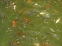 Bestandsnaam=KL_Birdpark_0080.jpg
Bestandsgrootte=162KiB
Afmetingen = 1600x1200
Datum toegevoegd = %15 %321 %2015 KL_Birdpark_0080.jpg
