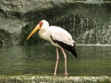 Bestandsnaam=KL_Birdpark_0082.jpg
Bestandsgrootte=223KiB
Afmetingen = 1600x1200
Datum toegevoegd = %15 %321 %2015 KL_Birdpark_0082.jpg