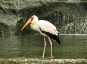 KL_Birdpark_0082.jpg