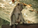 Bestandsnaam=KL_Birdpark_0088.jpg
Bestandsgrootte=151KiB
Afmetingen = 1600x1200
Datum toegevoegd = %15 %321 %2015 KL_Birdpark_0088.jpg
