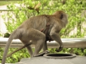 Bestandsnaam=KL_Birdpark_0093.jpg
Bestandsgrootte=170KiB
Afmetingen = 1600x1200
Datum toegevoegd = %15 %322 %2015 KL_Birdpark_0093.jpg
