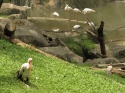 Bestandsnaam=KL_Birdpark_0098.jpg
Bestandsgrootte=331KiB
Afmetingen = 1600x1200
Datum toegevoegd = %15 %322 %2015 KL_Birdpark_0098.jpg