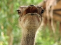 Bestandsnaam=KL_Birdpark_0106.jpg
Bestandsgrootte=121KiB
Afmetingen = 1600x1200
Datum toegevoegd = %15 %322 %2015 KL_Birdpark_0106.jpg