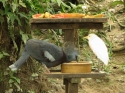 Bestandsnaam=KL_Birdpark_0123.jpg
Bestandsgrootte=243KiB
Afmetingen = 1600x1200
Datum toegevoegd = %15 %323 %2015 KL_Birdpark_0123.jpg