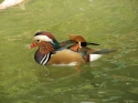 Bestandsnaam=KL_Birdpark_0127.jpg
Bestandsgrootte=141KiB
Afmetingen = 1600x1200
Datum toegevoegd = %15 %323 %2015 KL_Birdpark_0127.jpg