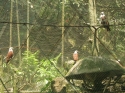 KL_Birdpark_0138.jpg