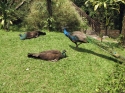 KL_Birdpark_0141.jpg