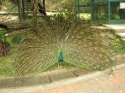 Bestandsnaam=KL_Birdpark_0144.jpg
Bestandsgrootte=361KiB
Afmetingen = 1600x1200
Datum toegevoegd = %15 %329 %2015 KL_Birdpark_0144.jpg